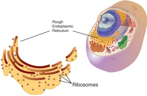 what are ribosomes similar to in a house